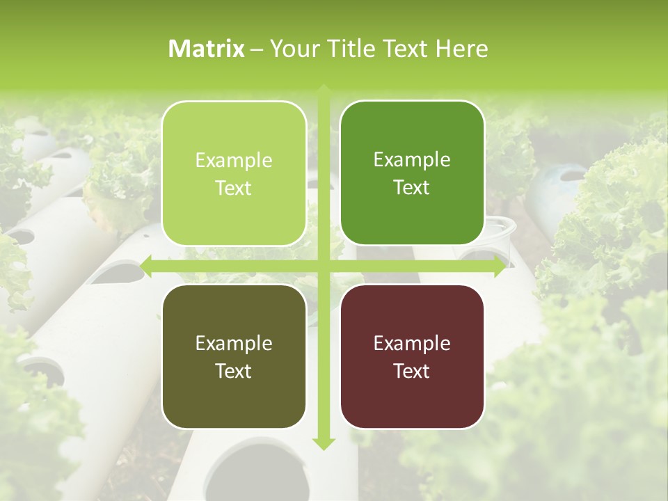 Growing Highland Cultivated PowerPoint Template