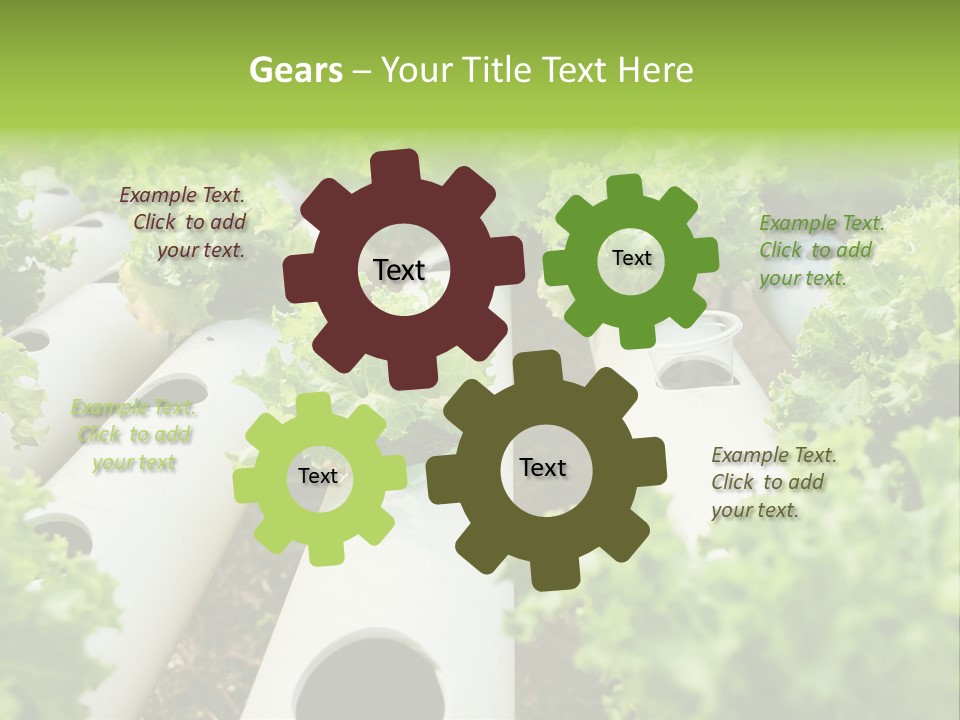 Growing Highland Cultivated PowerPoint Template