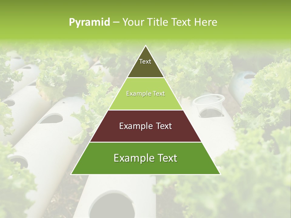 Growing Highland Cultivated PowerPoint Template