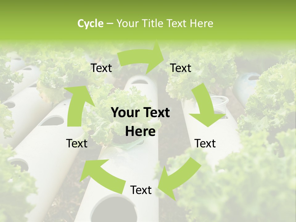 Growing Highland Cultivated PowerPoint Template