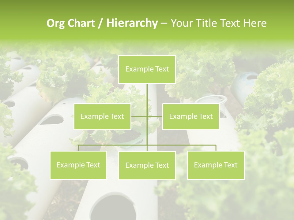 Growing Highland Cultivated PowerPoint Template