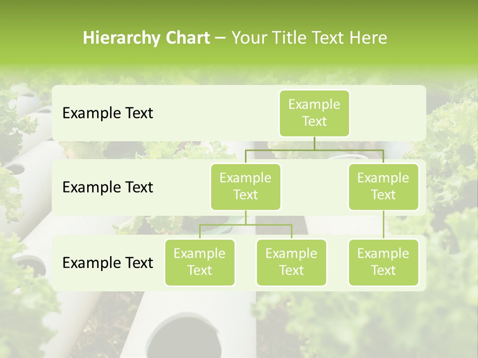 Growing Highland Cultivated PowerPoint Template