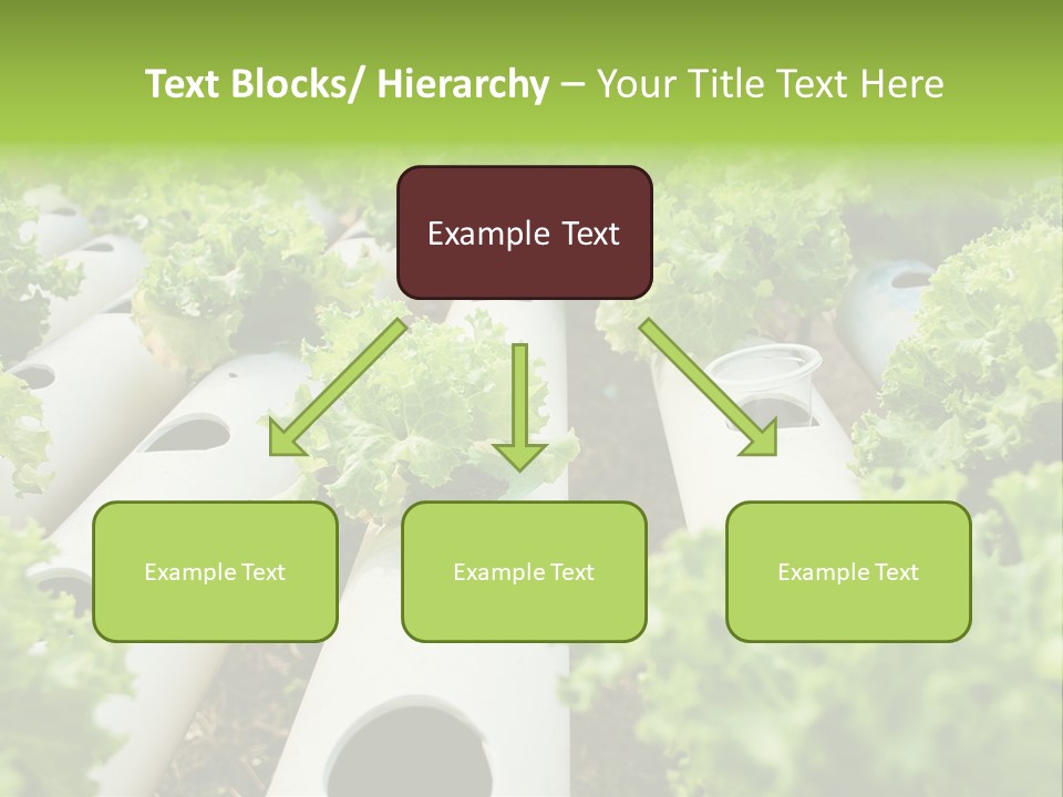 Growing Highland Cultivated PowerPoint Template