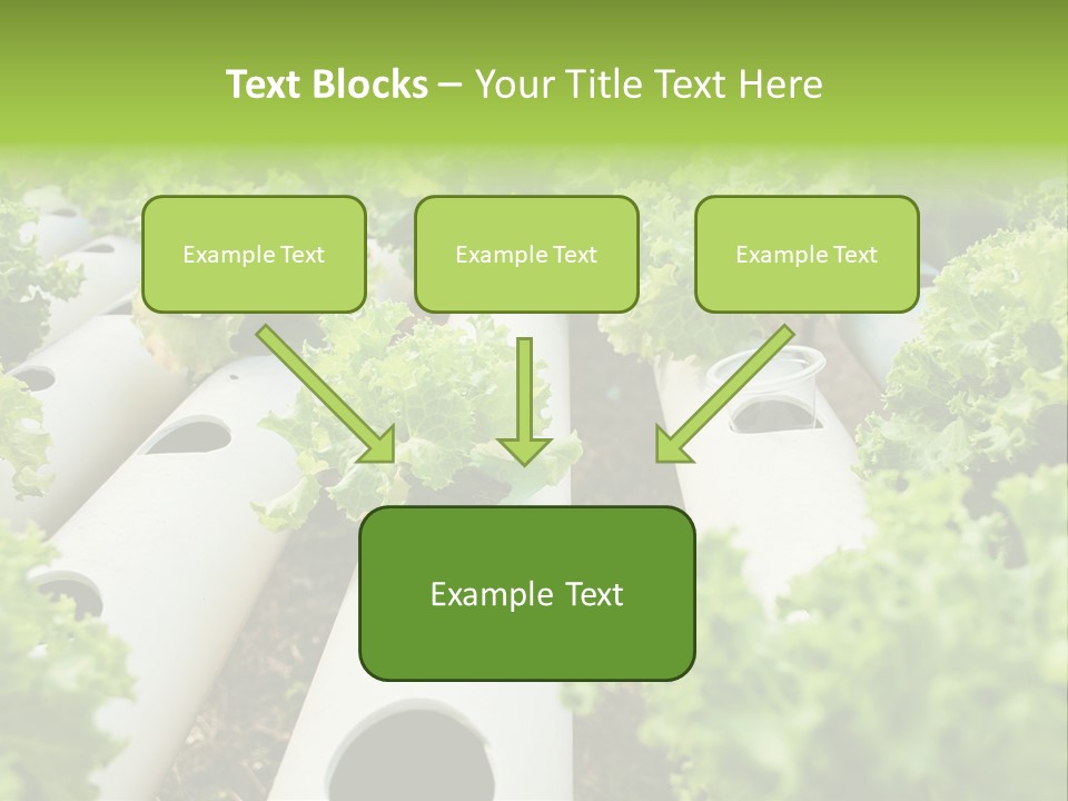 Growing Highland Cultivated PowerPoint Template
