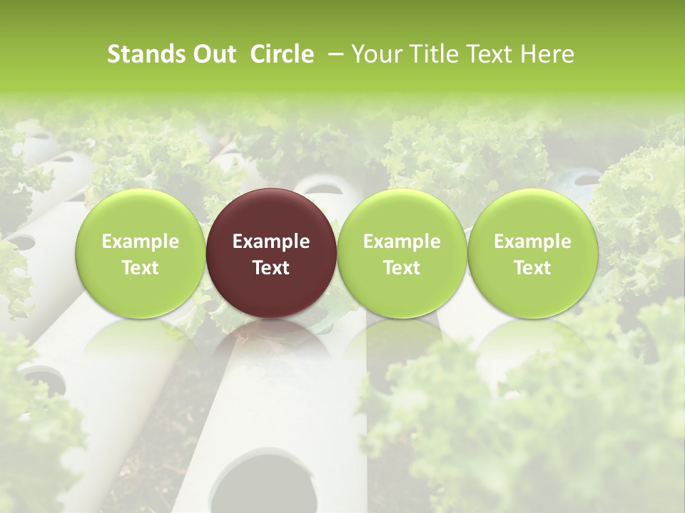 Growing Highland Cultivated PowerPoint Template