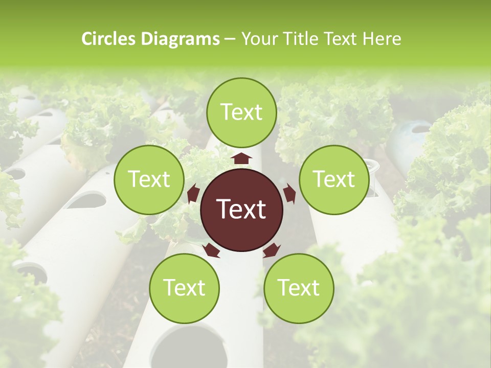 Growing Highland Cultivated PowerPoint Template
