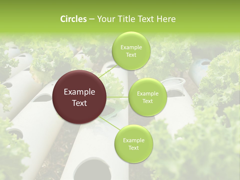 Growing Highland Cultivated PowerPoint Template