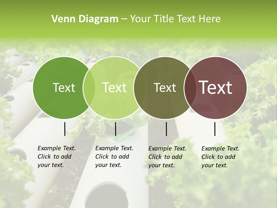 Growing Highland Cultivated PowerPoint Template