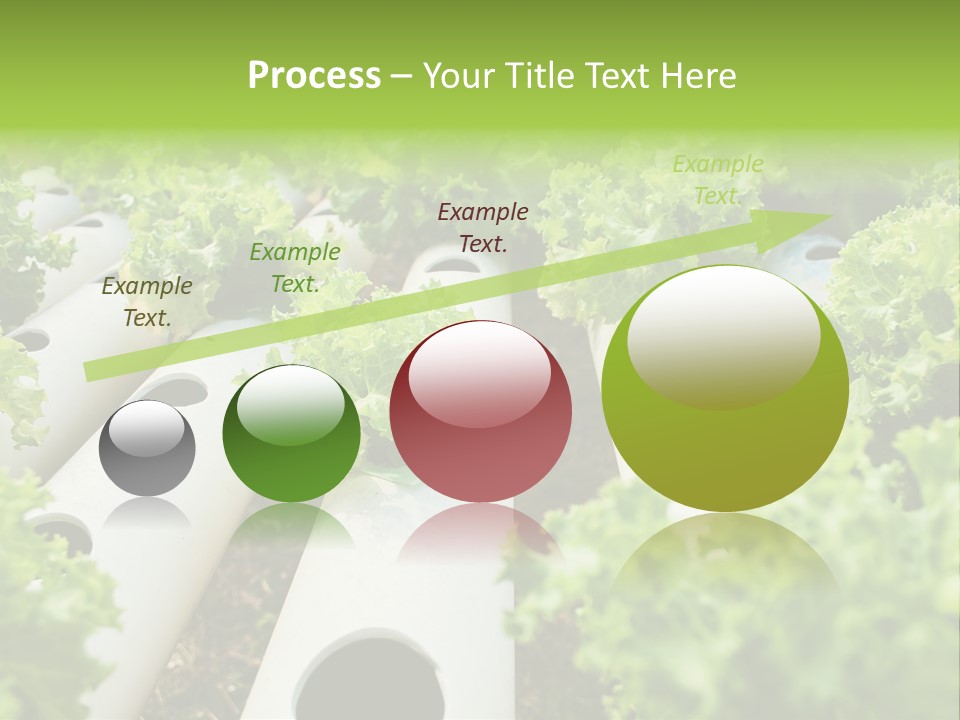 Growing Highland Cultivated PowerPoint Template