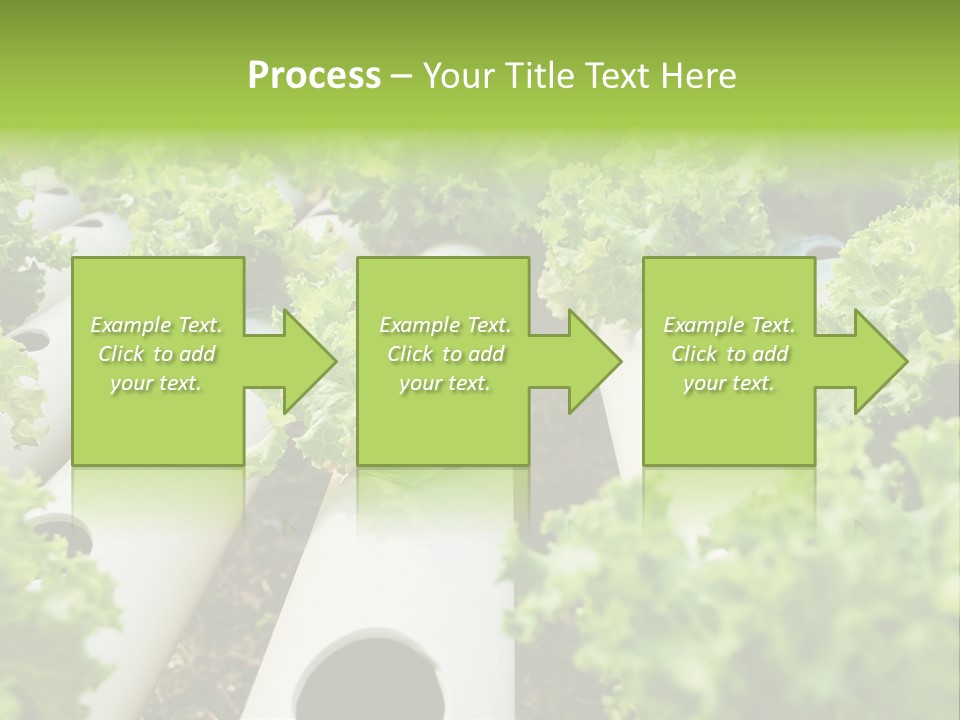 Growing Highland Cultivated PowerPoint Template