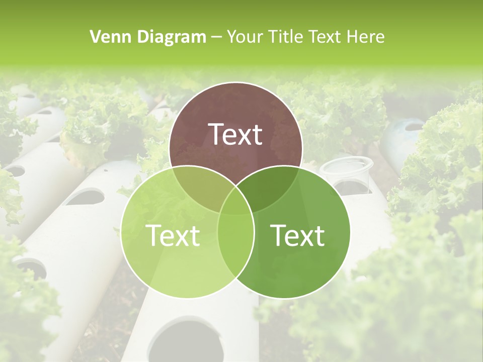 Growing Highland Cultivated PowerPoint Template