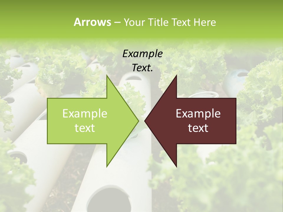 Growing Highland Cultivated PowerPoint Template