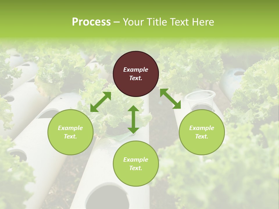 Growing Highland Cultivated PowerPoint Template