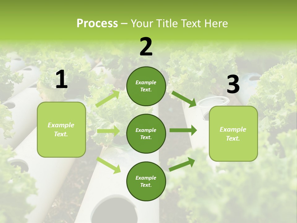 Growing Highland Cultivated PowerPoint Template