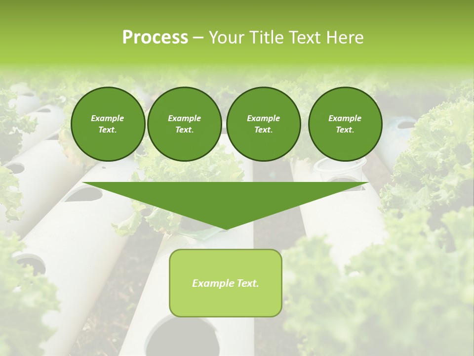 Growing Highland Cultivated PowerPoint Template