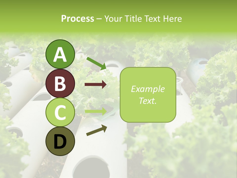 Growing Highland Cultivated PowerPoint Template