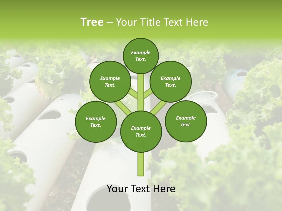 Growing Highland Cultivated PowerPoint Template