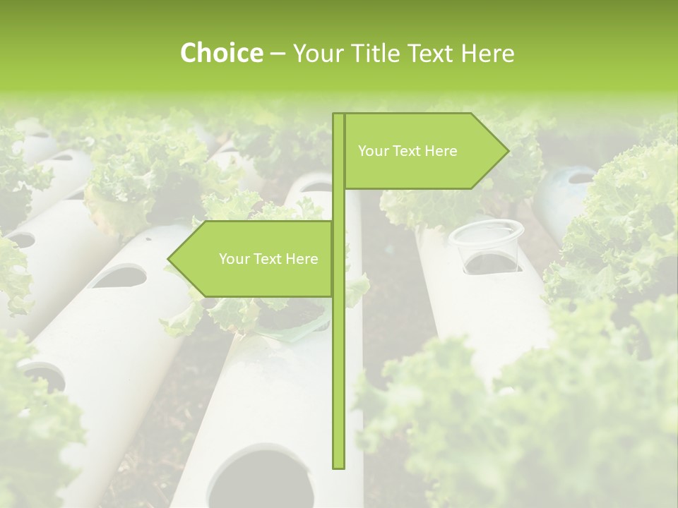 Growing Highland Cultivated PowerPoint Template