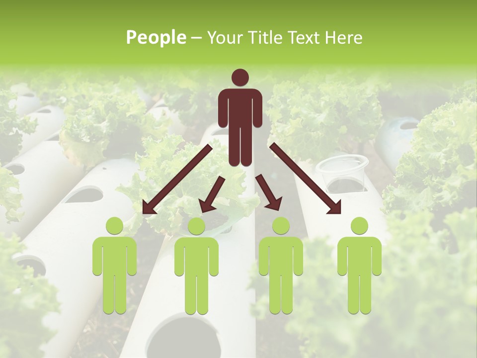 Growing Highland Cultivated PowerPoint Template