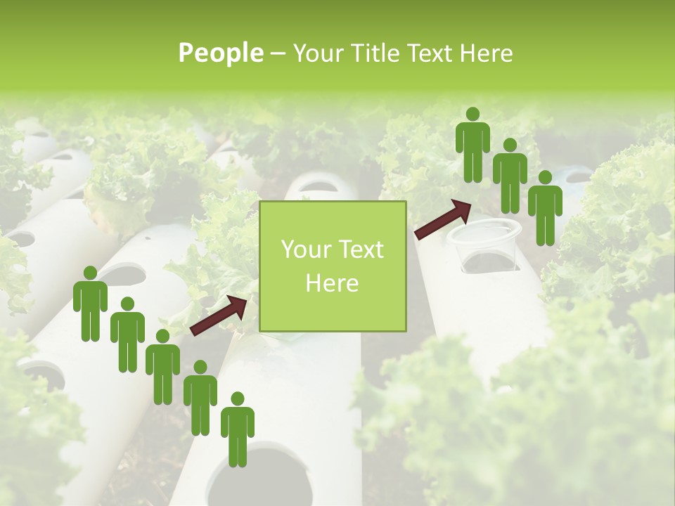 Growing Highland Cultivated PowerPoint Template