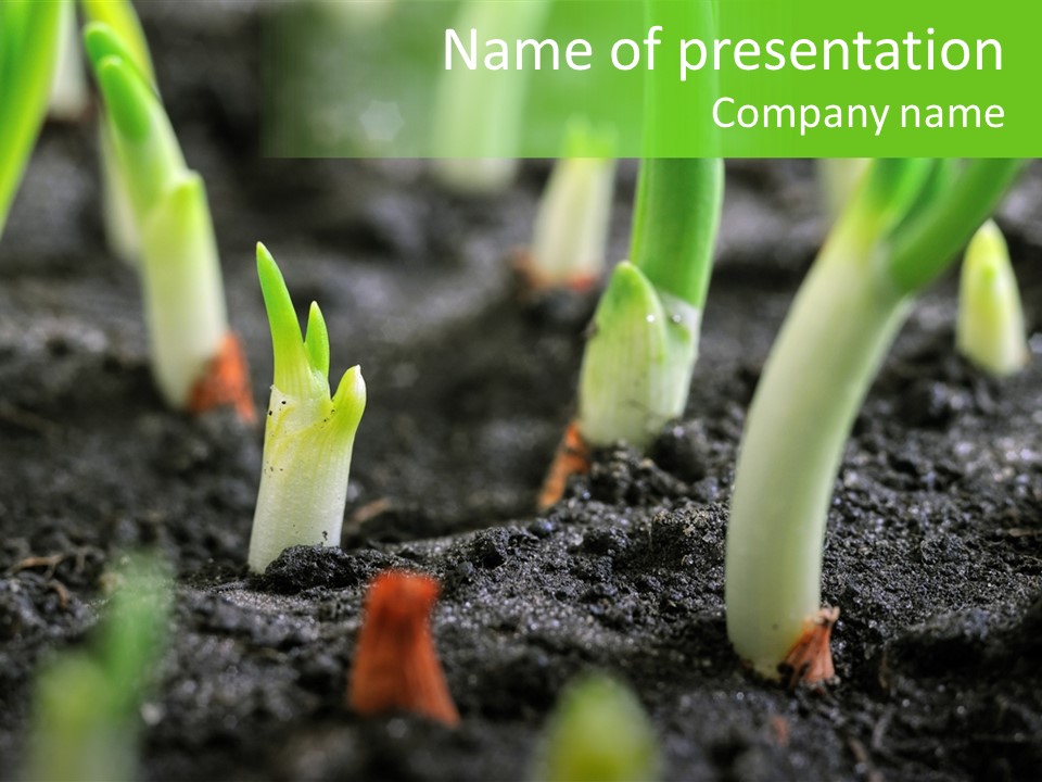 A Group Of Green Sprouts Growing From The Ground PowerPoint Template