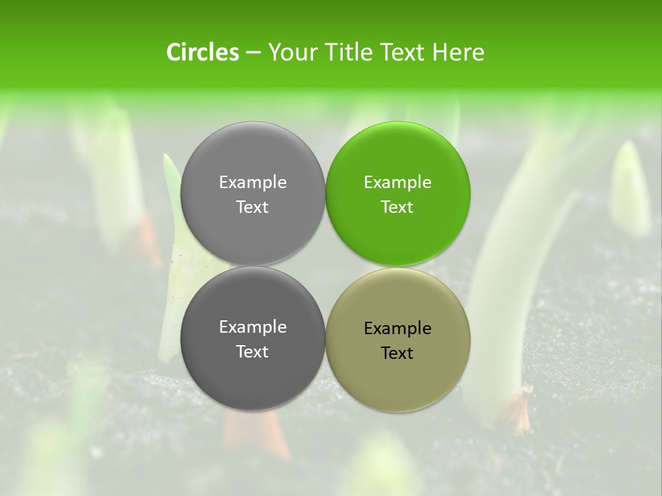 A Group Of Green Sprouts Growing From The Ground PowerPoint Template