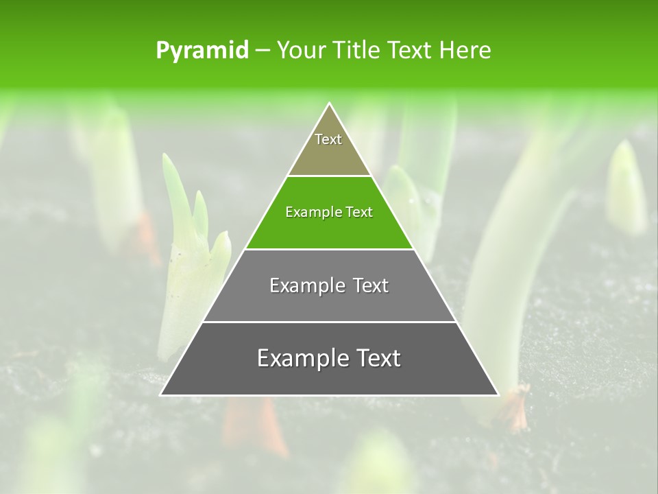 A Group Of Green Sprouts Growing From The Ground PowerPoint Template