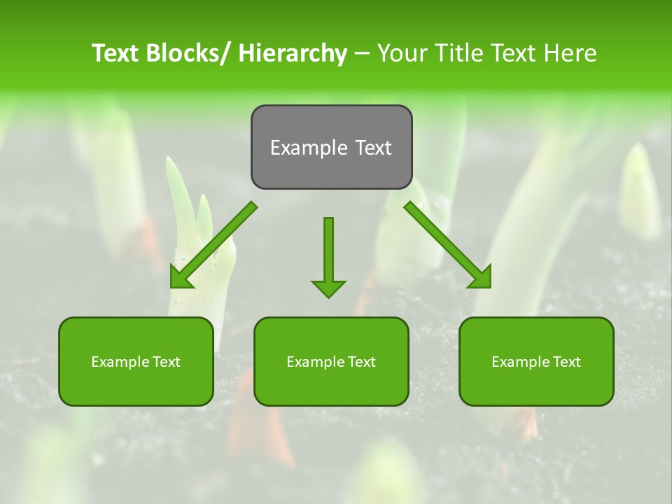A Group Of Green Sprouts Growing From The Ground PowerPoint Template