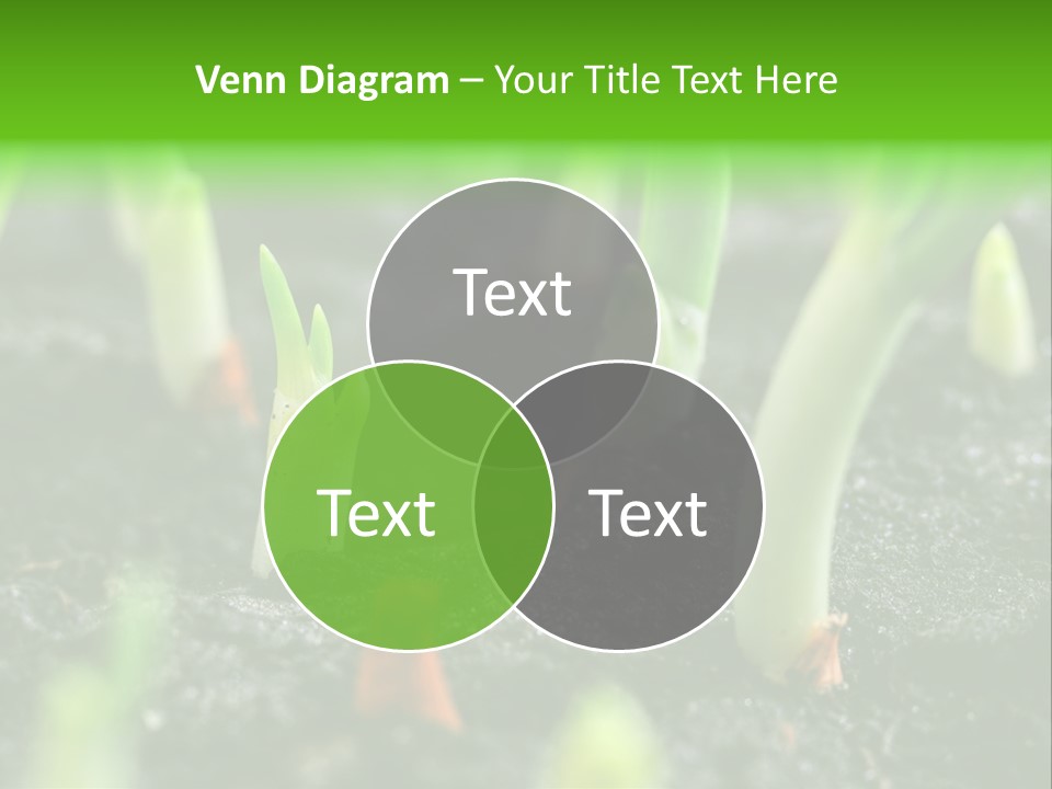 A Group Of Green Sprouts Growing From The Ground PowerPoint Template
