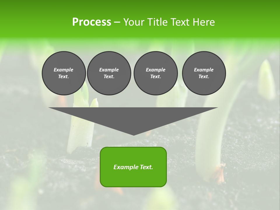 A Group Of Green Sprouts Growing From The Ground PowerPoint Template