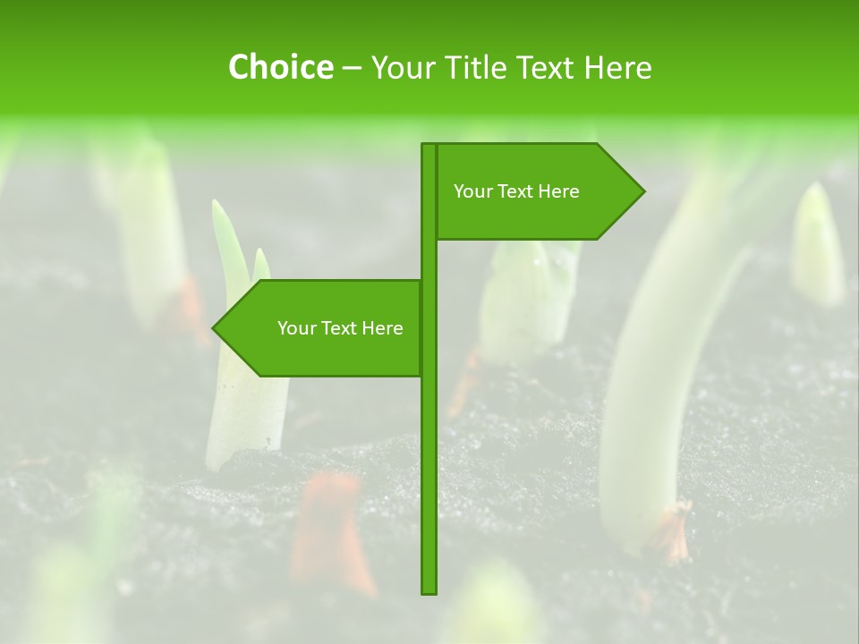 A Group Of Green Sprouts Growing From The Ground PowerPoint Template
