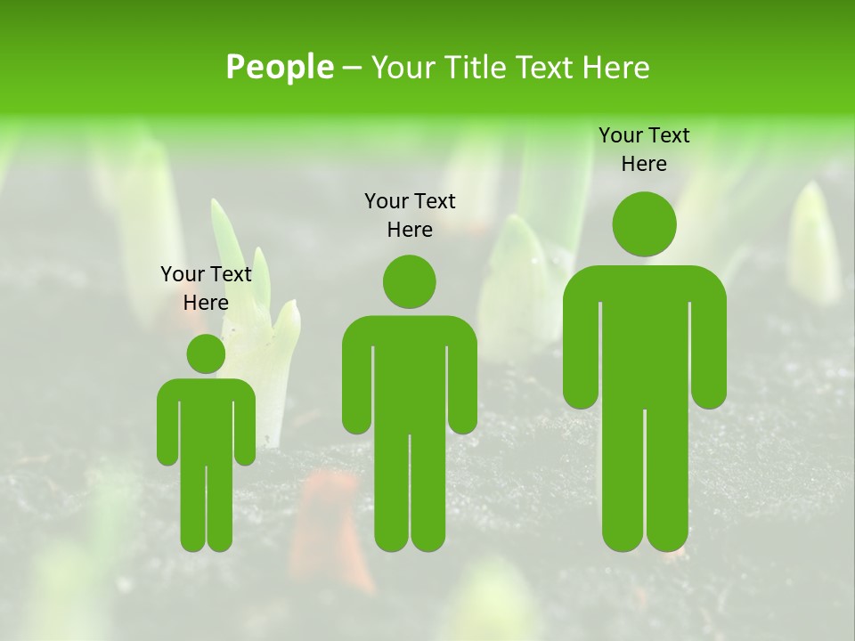 A Group Of Green Sprouts Growing From The Ground PowerPoint Template