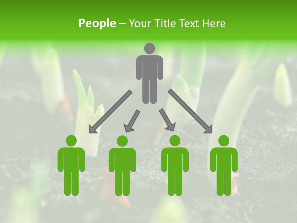 A Group Of Green Sprouts Growing From The Ground PowerPoint Template