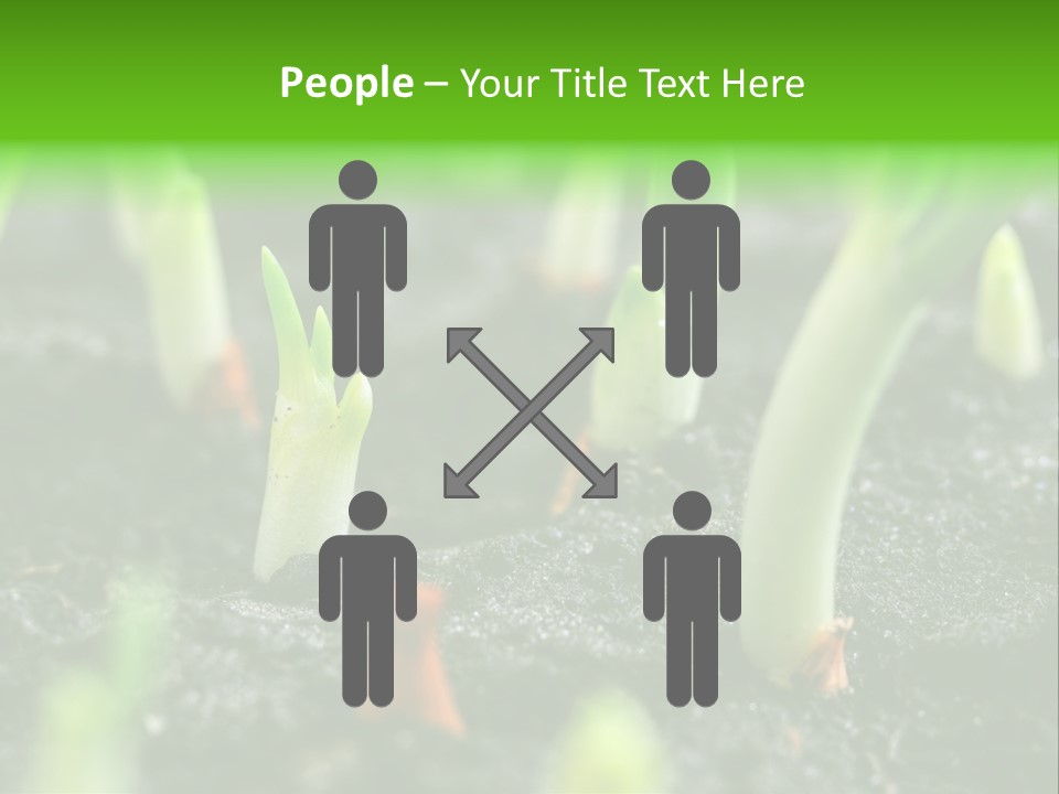 A Group Of Green Sprouts Growing From The Ground PowerPoint Template