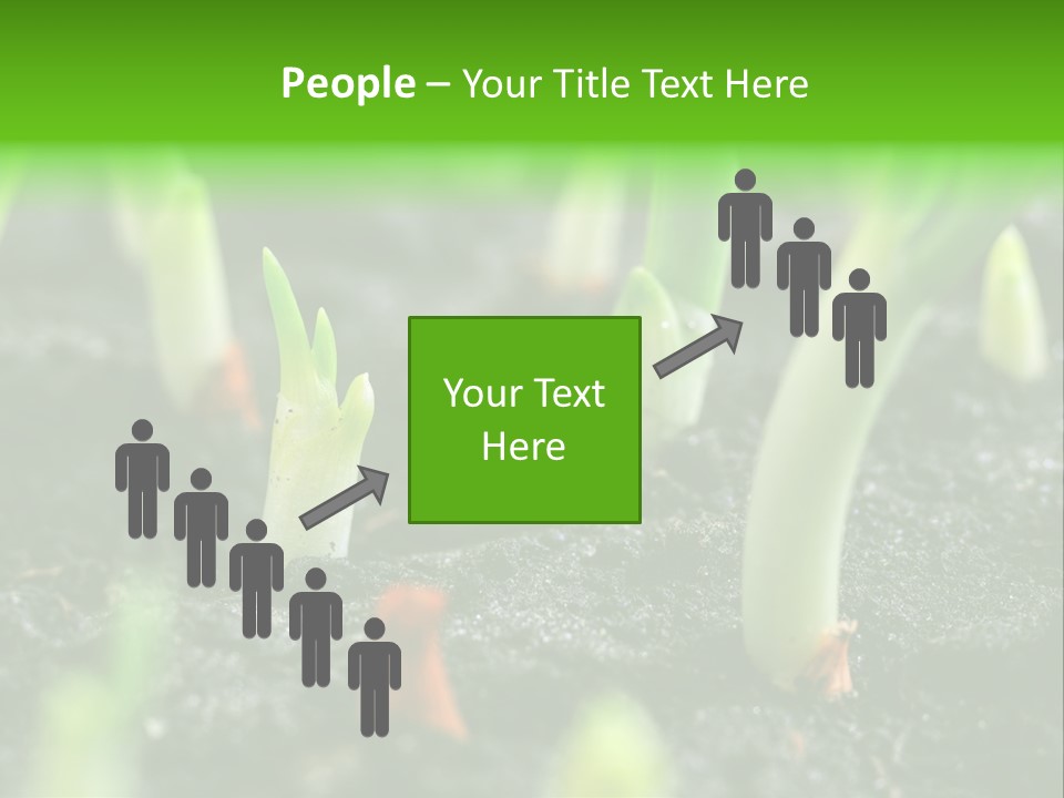 A Group Of Green Sprouts Growing From The Ground PowerPoint Template