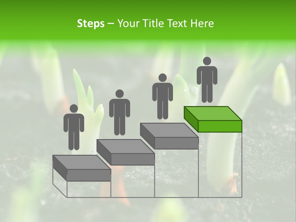 A Group Of Green Sprouts Growing From The Ground PowerPoint Template