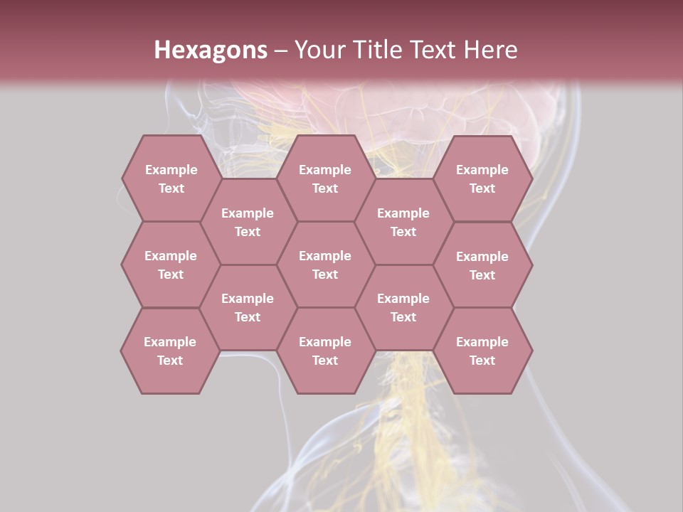 Rebound Head Megrim PowerPoint Template