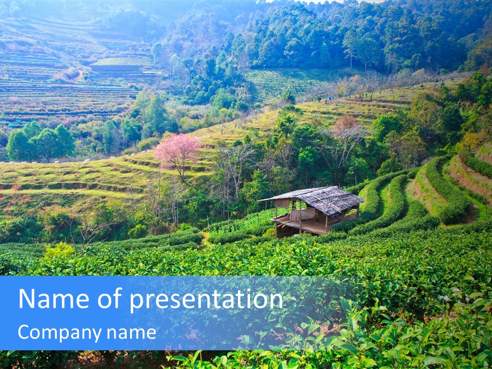 A House In The Middle Of A Green Field PowerPoint Template