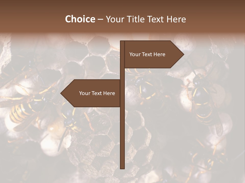 Paris Spring Surfing PowerPoint Template