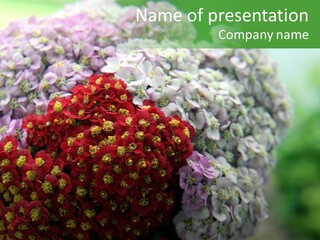 Wild Flowers Pink Yarrow Colorful Flowers PowerPoint Template