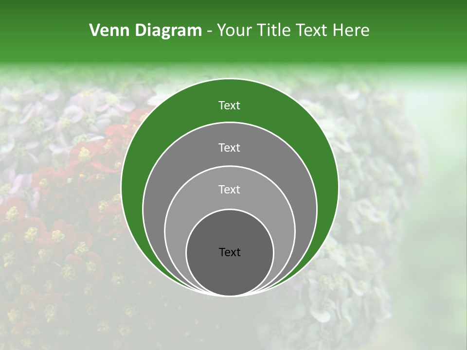 Wild Flowers Pink Yarrow Colorful Flowers PowerPoint Template