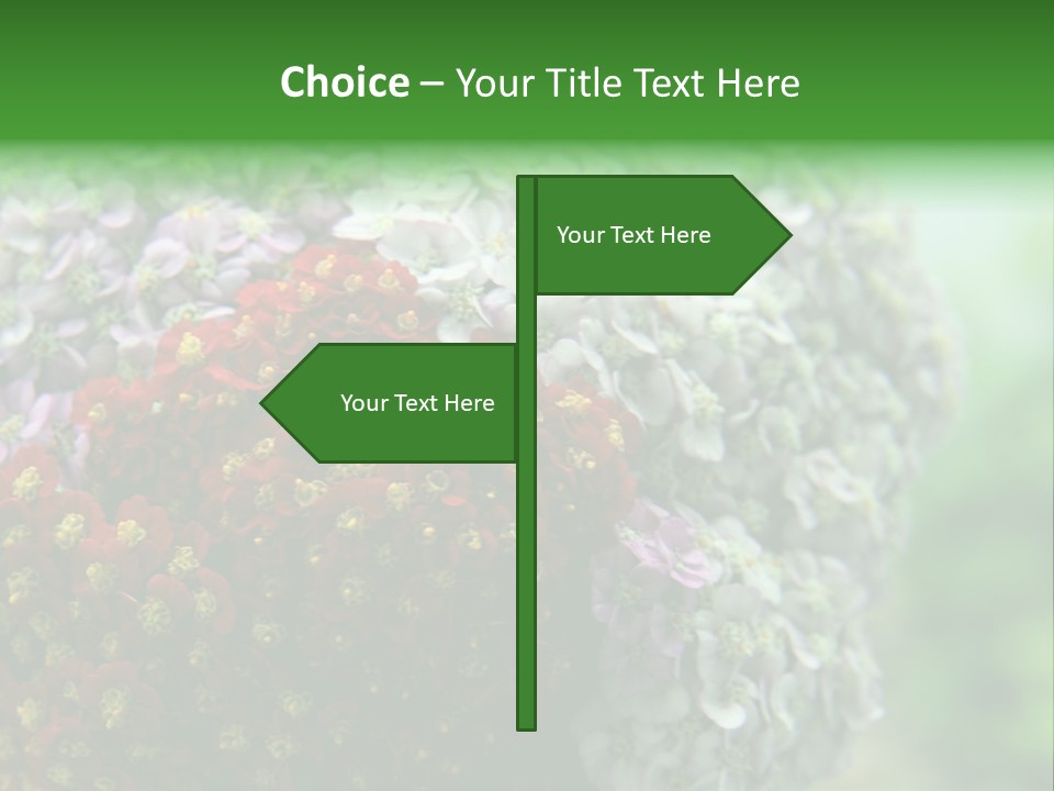 Wild Flowers Pink Yarrow Colorful Flowers PowerPoint Template