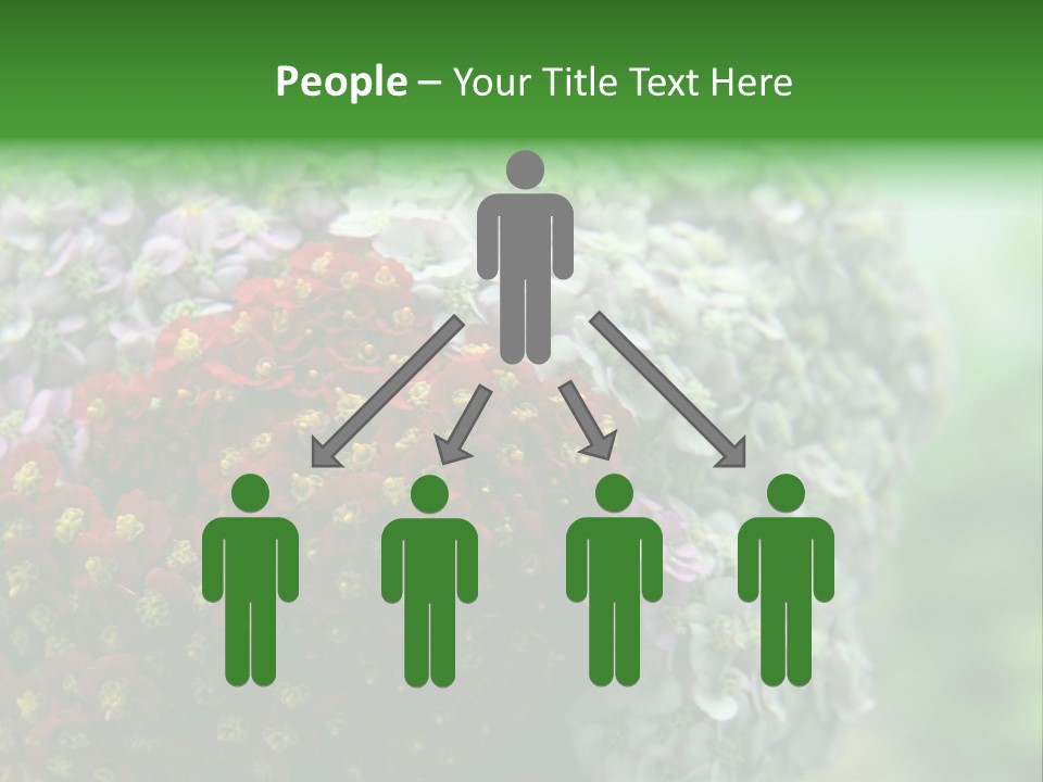 Wild Flowers Pink Yarrow Colorful Flowers PowerPoint Template