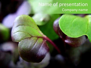 Macro Shot Of Micro Greens Micronutrients Micro Greens PowerPoint Template