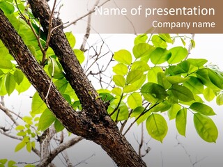 Cover Leaf Flora PowerPoint Template