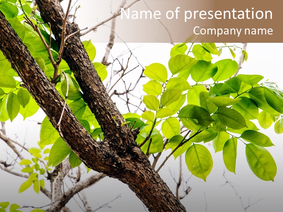 Cover Leaf Flora PowerPoint Template