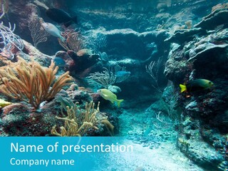 Scenery Yucatan Swimming PowerPoint Template