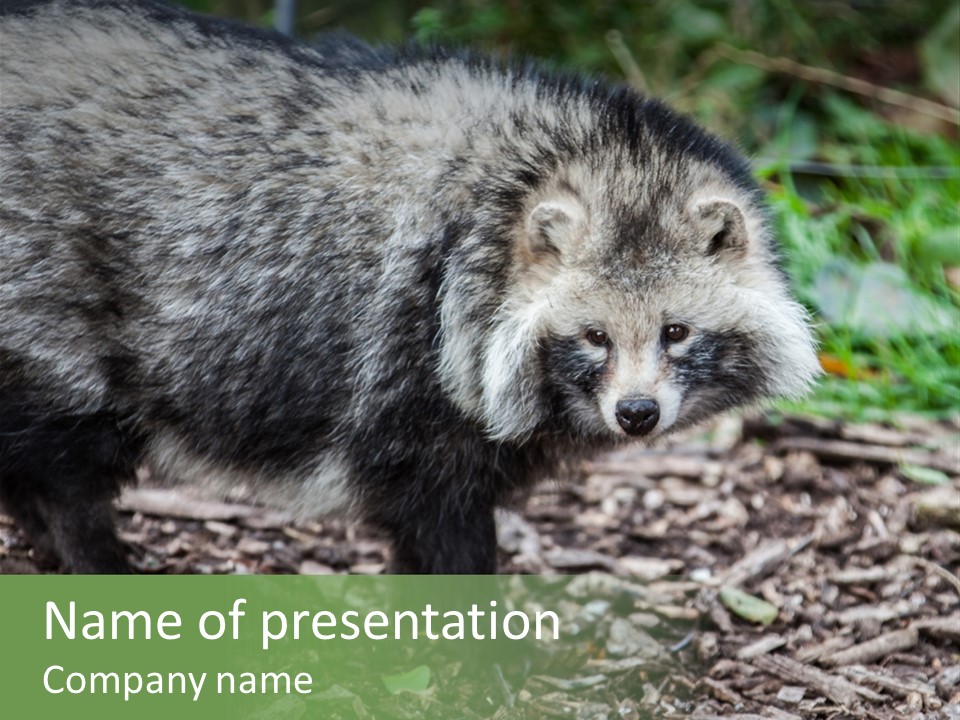 Wildlife Procyonoides Canine PowerPoint Template