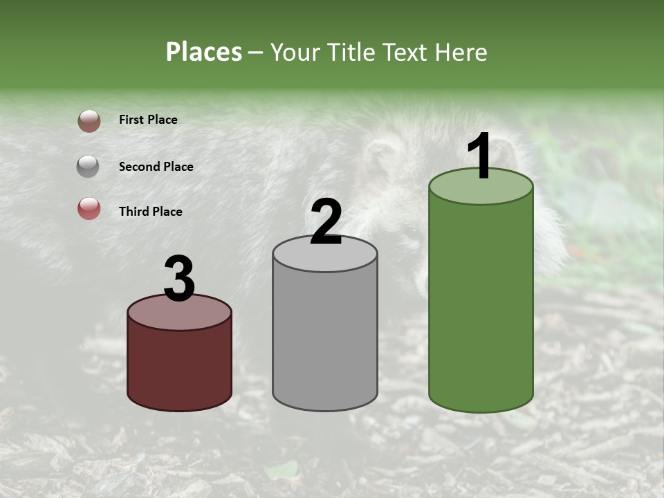 Wildlife Procyonoides Canine PowerPoint Template