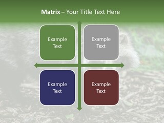 Wildlife Procyonoides Canine PowerPoint Template